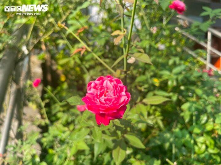 Hoa hồng được nhiều người trồng trường nhà.
