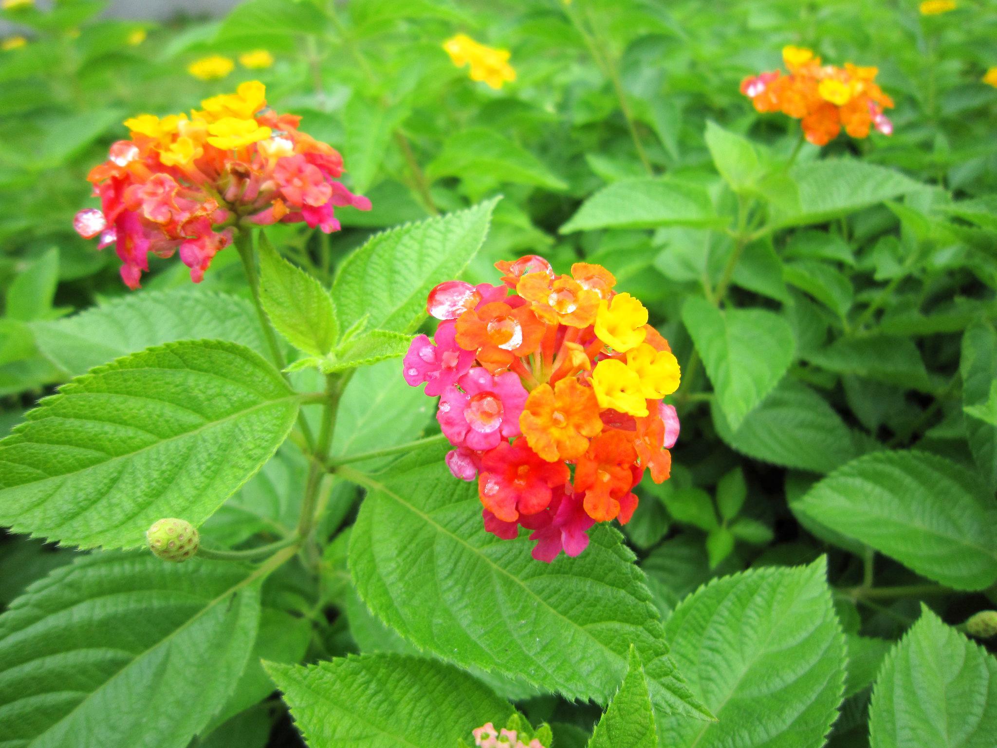 Hoa Ngũ Sắc - Đặc điểm, ý nghĩa và cách chăm cho hoa nở quanh năm - 2