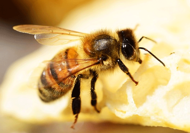 Con Ong Số Mấy? Giải Mã Ý Nghĩa Của Giấc Mơ Về Con Ong