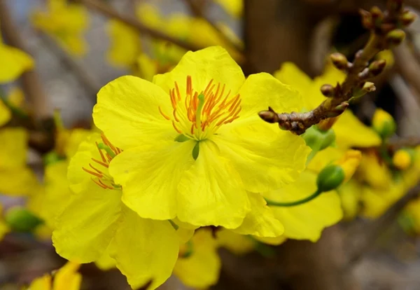 Tết nên chưng hoa gì - hoa mai vàng