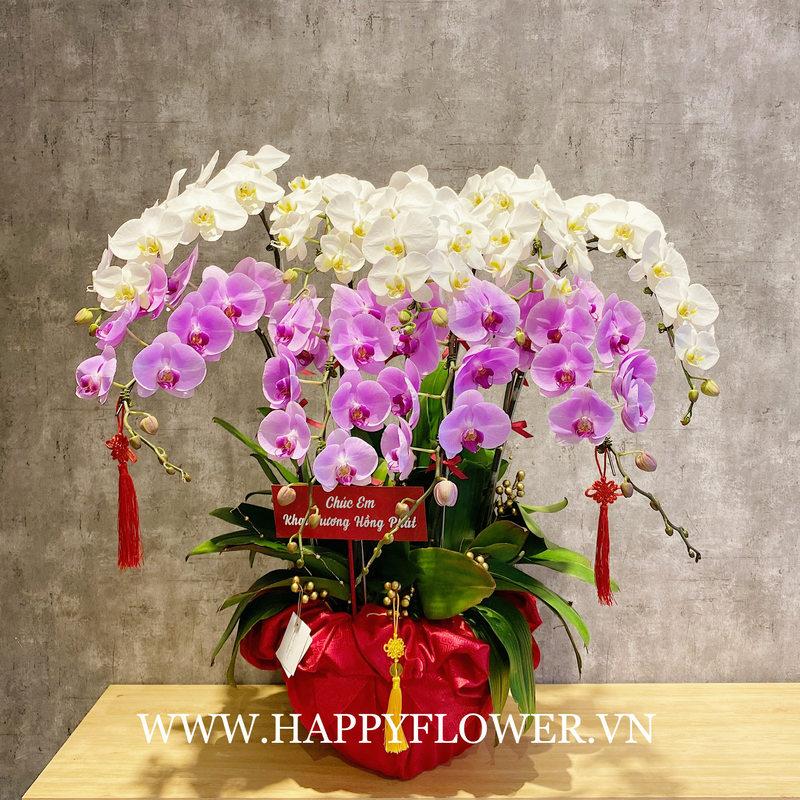 châu hoa sinh nhật lan hồ điệp trắng mix lan hồ điệp tím