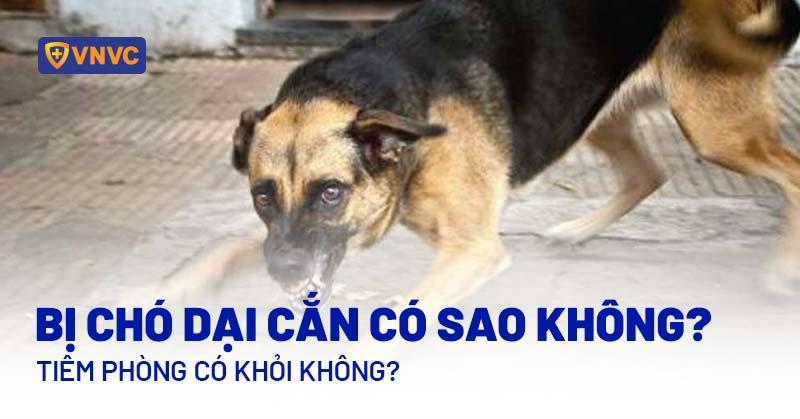 bị chó dại cắn có sao không