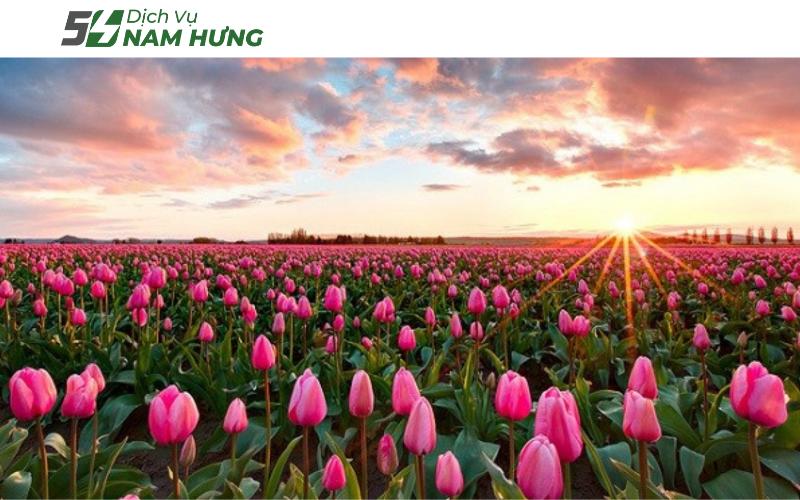 Nguồn gốc hoa Tulip từ đâu