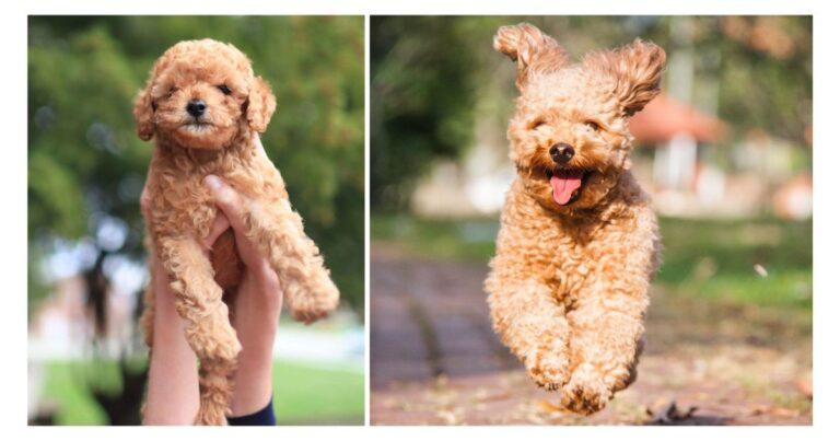 Teacup Poodles