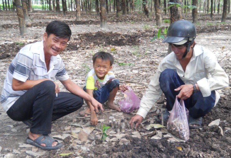 Rủ nhau đi săn nấm mì