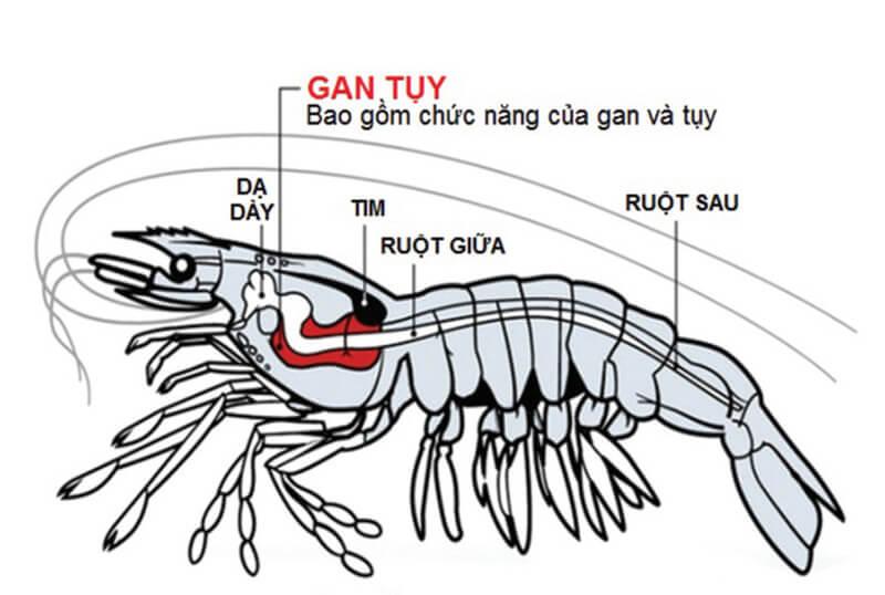 cấu tạo của tôm