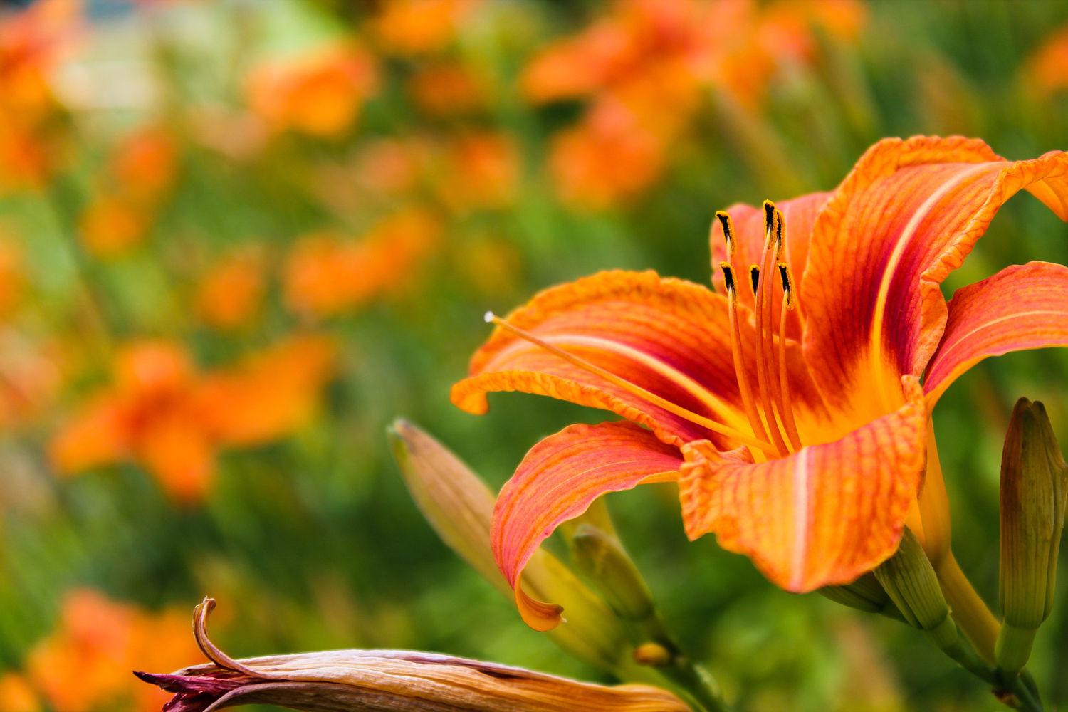 Ý nghĩa hoa Daylily (hoa Hiên, Huyên thảo, Hoàng hoa thái)