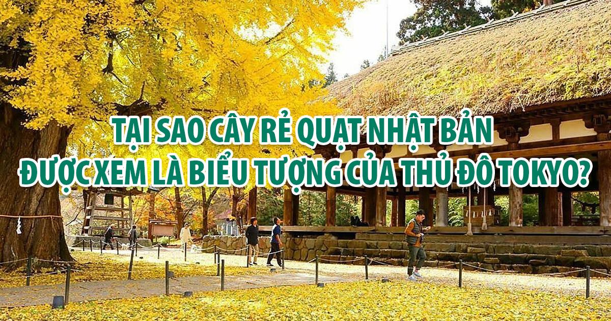 Tại sao cây rẻ quạt Nhật Bản được xem là biểu tượng của Thủ đô Tokyo?