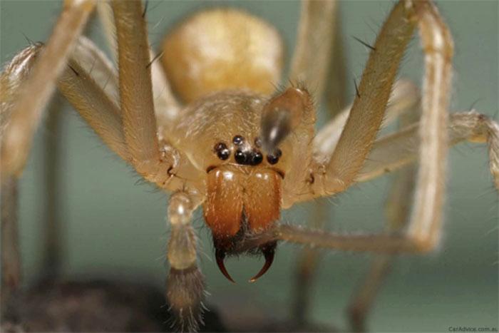 Nhện đen lớn Tarantula