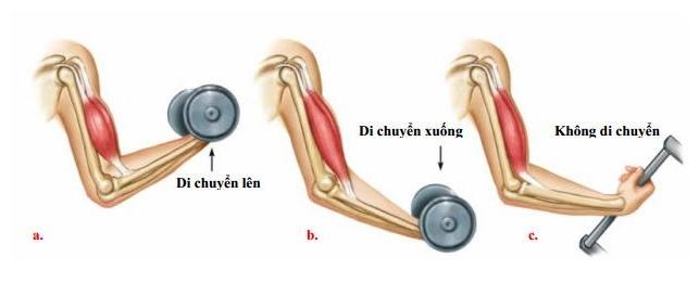 co giản của cơ