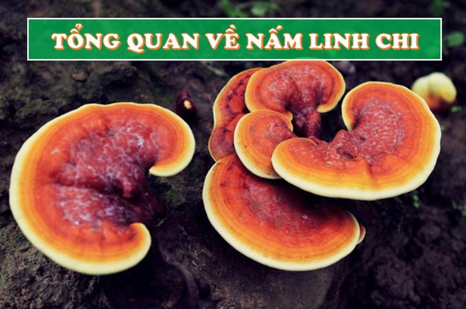 Công dụng và cách dùng nấm Linh Chi hiệu quả cao nhất qua tư vấn của chuyên gia! - 1